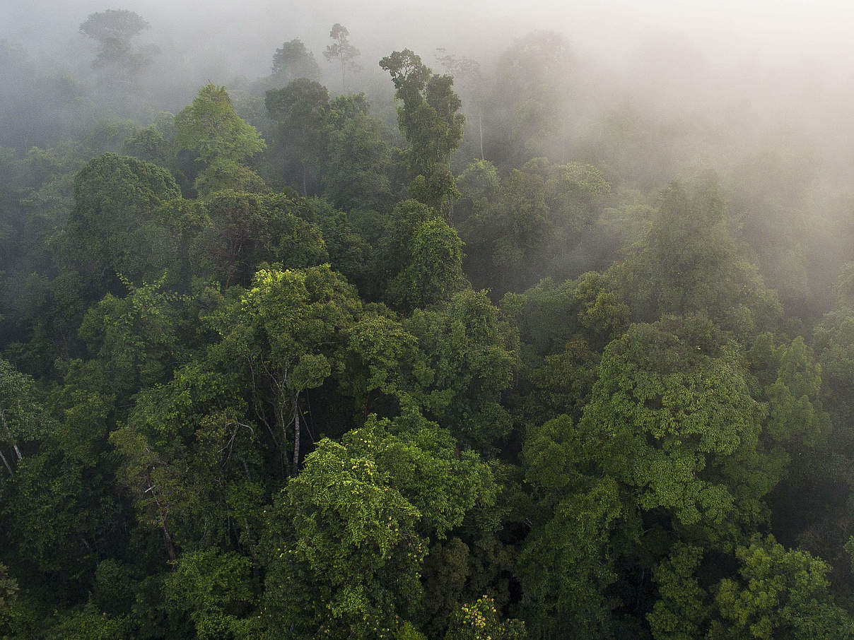 Blick auf den Regenwald in den Sumatra Thirty Hills © Neil Ever Osborne / WWF-US