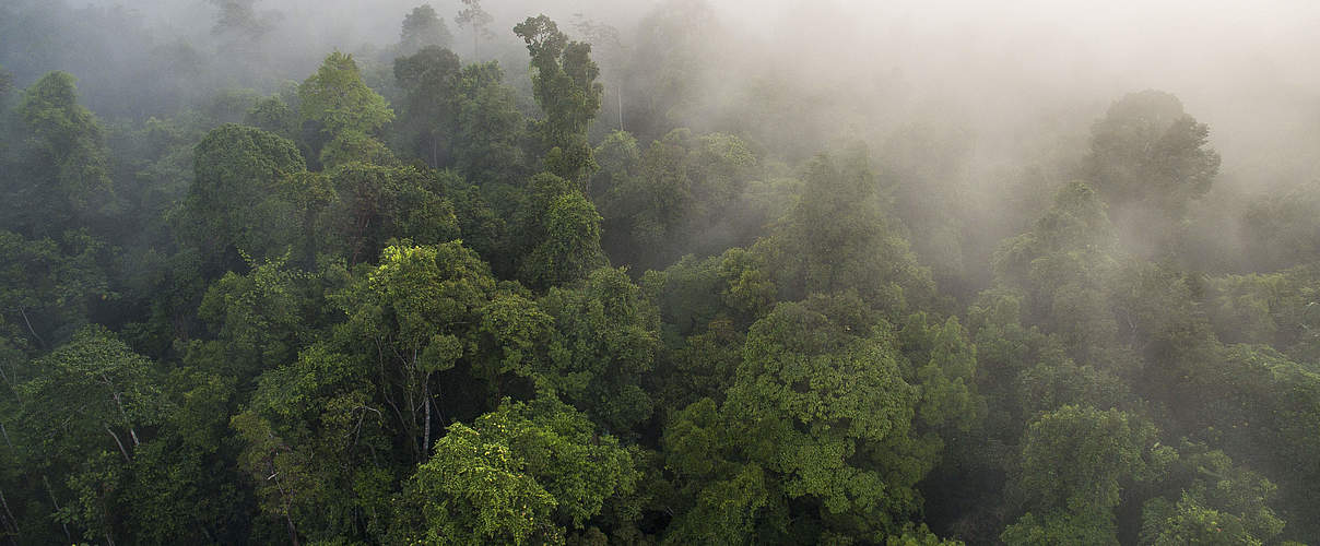 Blick auf den Regenwald in den Sumatra Thirty Hills © Neil Ever Osborne / WWF-US