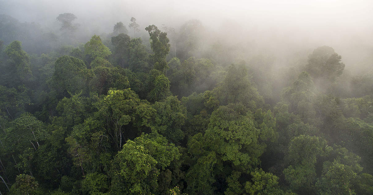 Die schönsten Regenwälder Südostasien | WWF