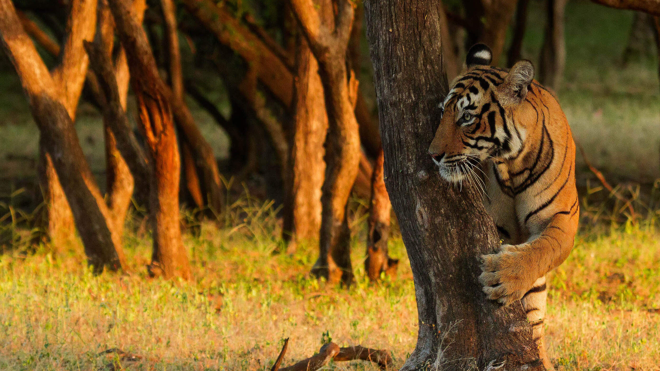 Tiger hinter einem Baum