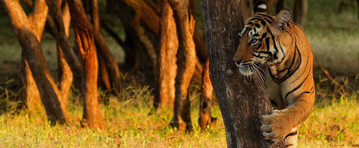 Tiger hinter einem Baum