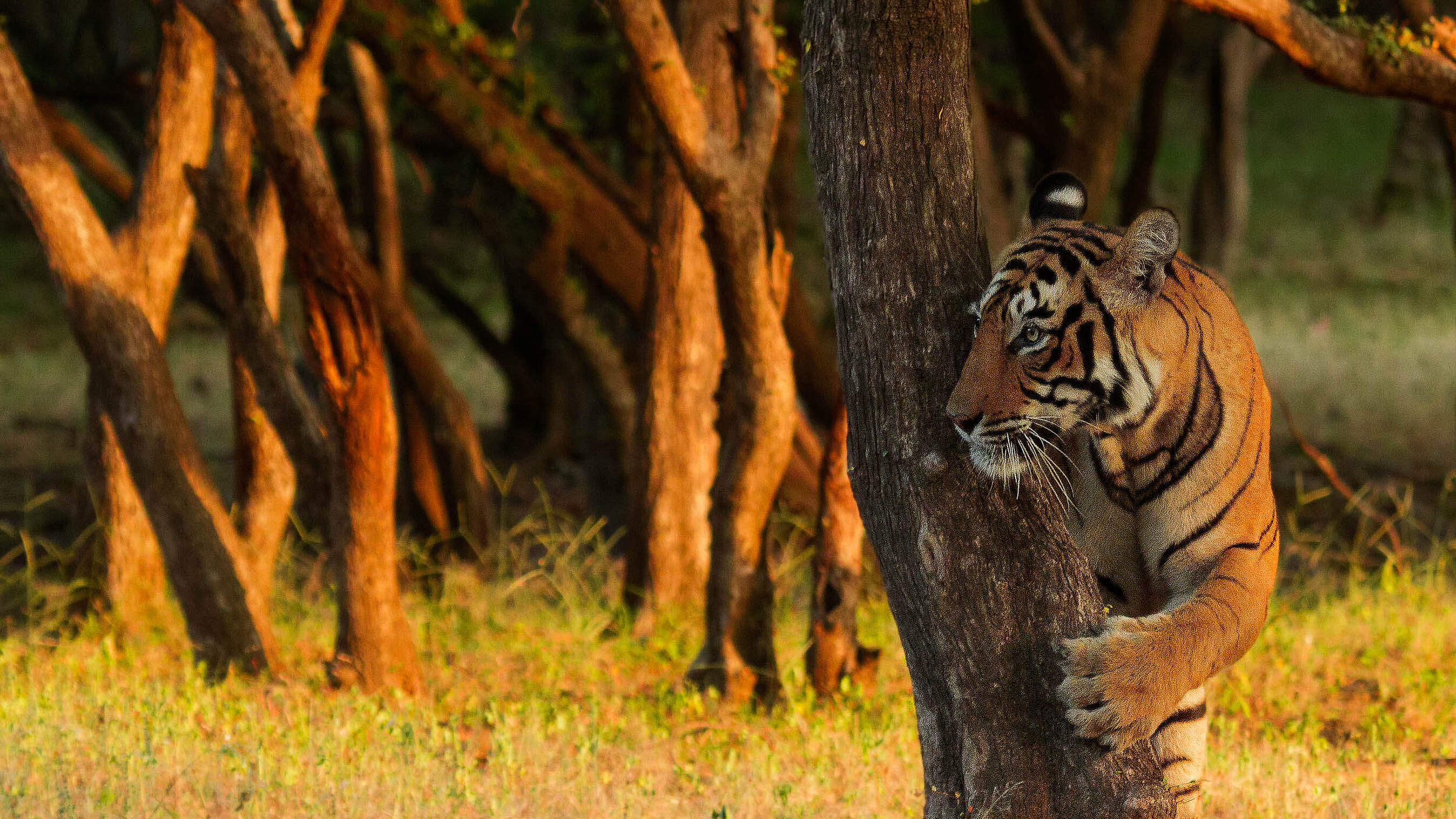 Tiger hinter einem Baum