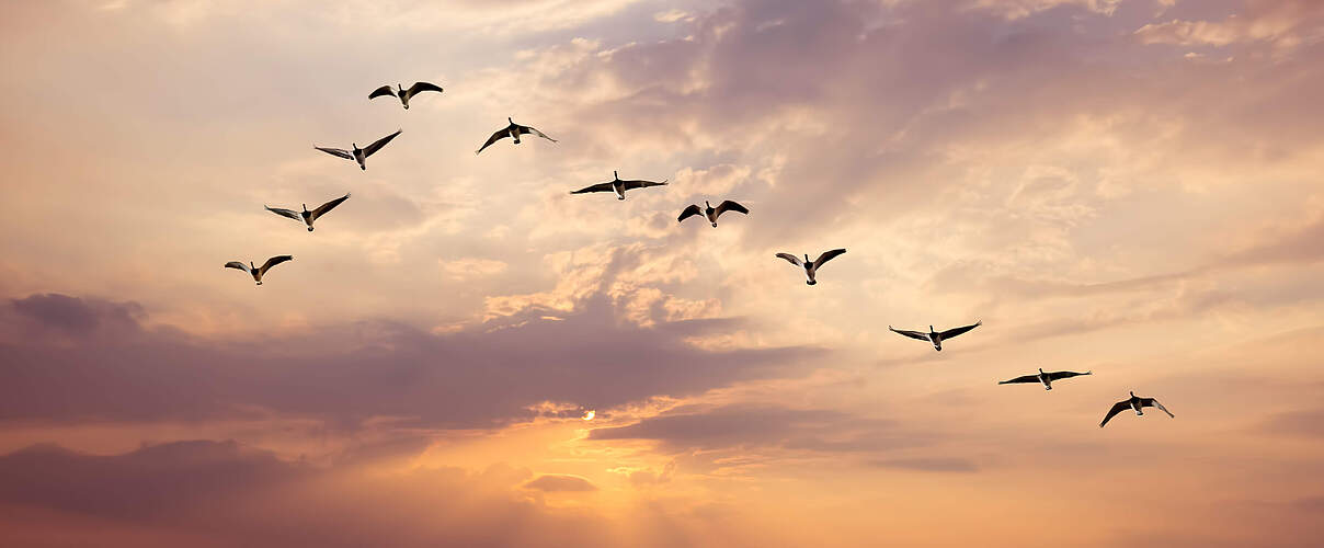 Vögel bei Sonnenaufgang oder Sonnenuntergang © mbolina / iStock / Getty Images