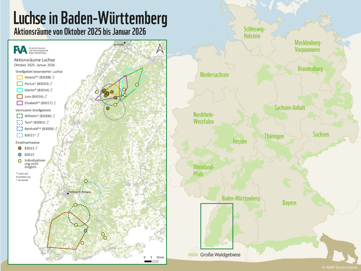 Karte: Wo die Luchse leben © FVA Baden-Württemberg