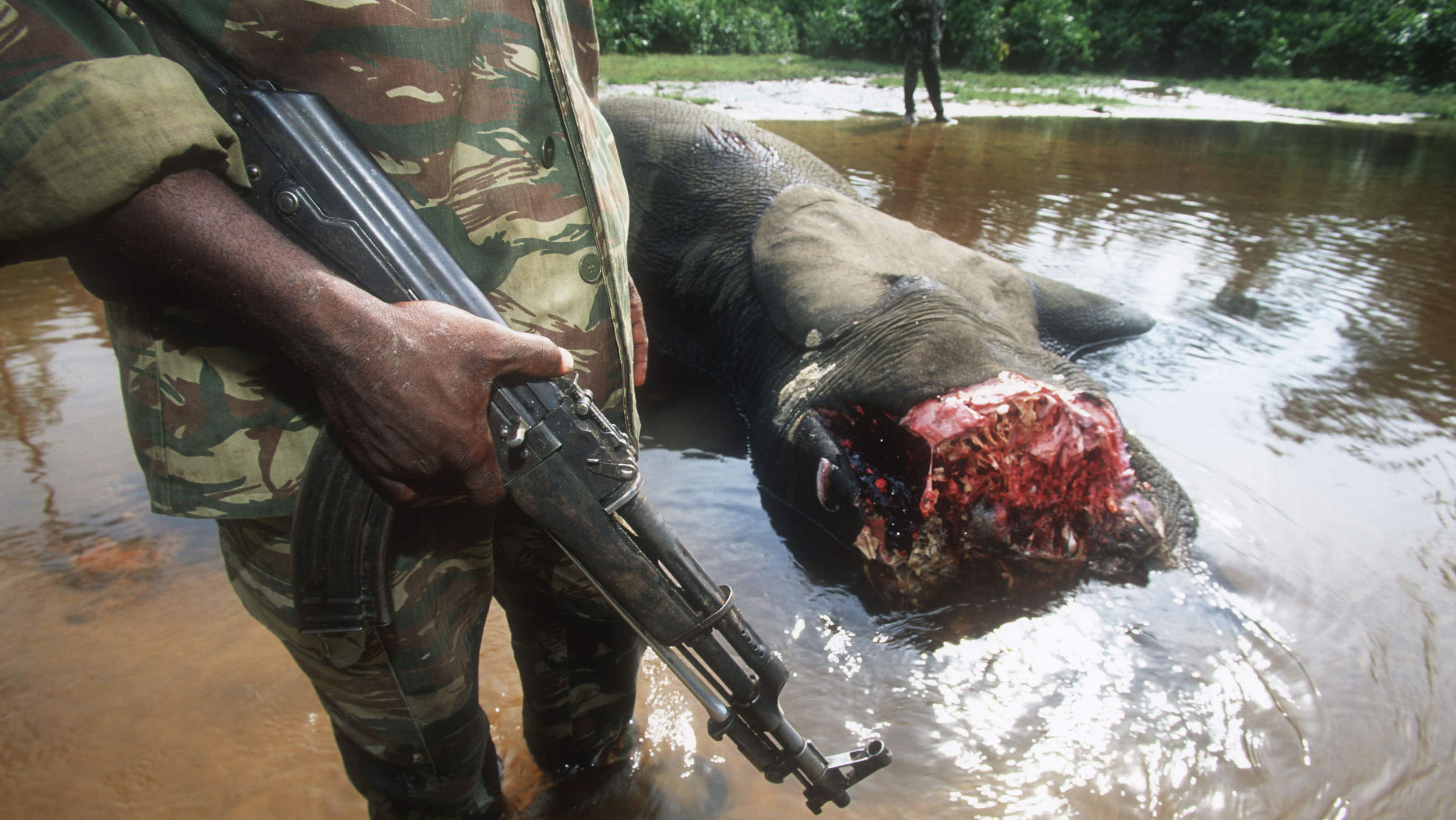 Gewilderter Waldelefant in Dzanga Sangha © Martin Harvey / WWF