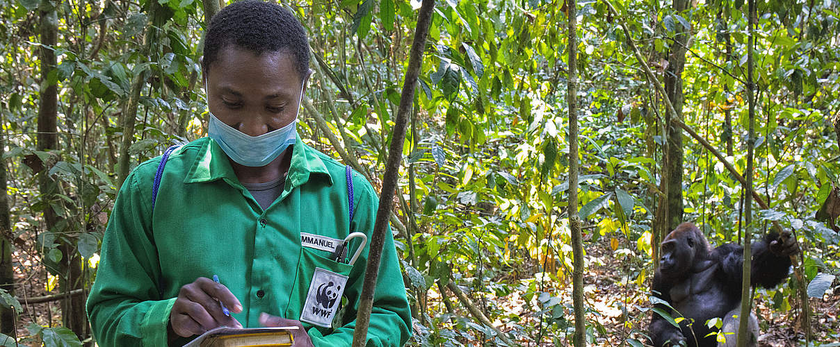 Veterinär in Dzangha-Sanga überwacht den Zustand der Gorillas © David Santiago / WWF