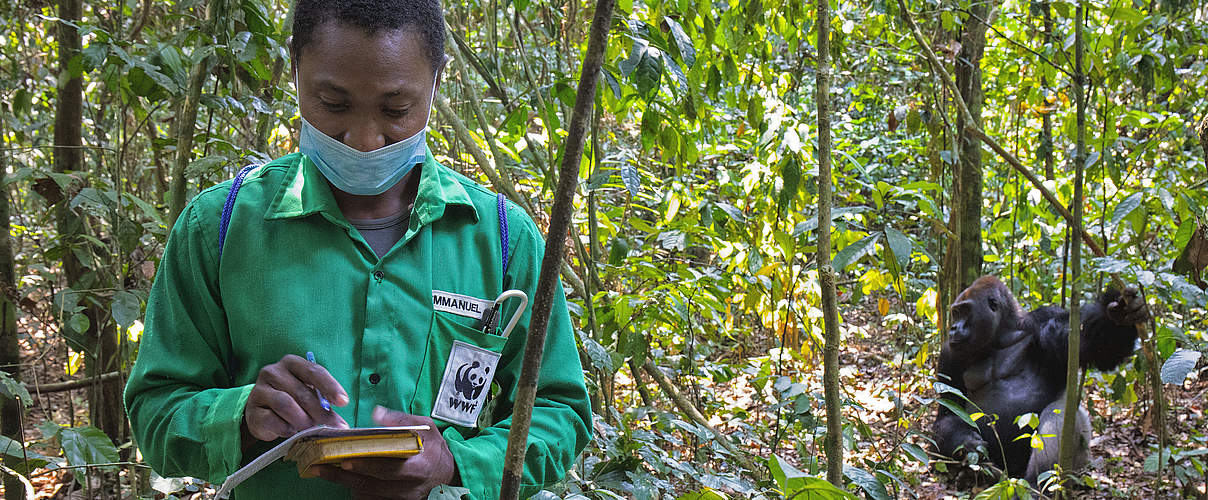 Veterinär in Dzangha-Sanga überwacht den Zustand der Gorillas © David Santiago / WWF