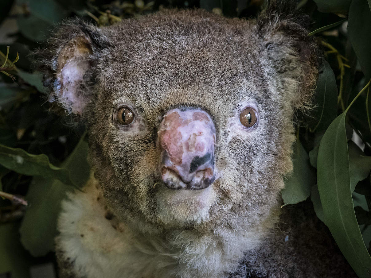 Koala mit Brandverletzungen © natureplcom / Doug Gimesy / WWF Koala mit Brandverletzungen © natureplcom / Doug Gimesy / WWF