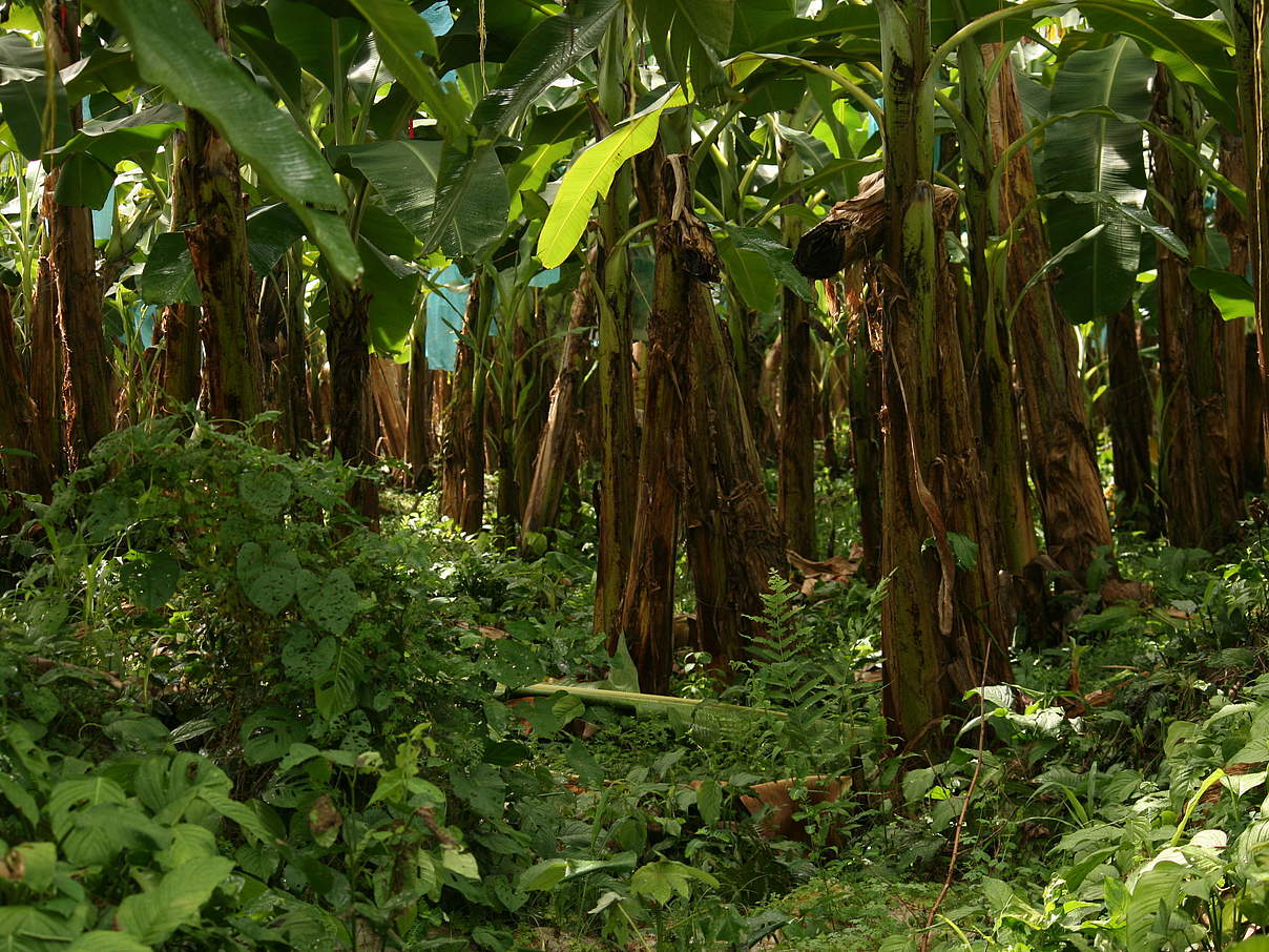 Bananenplantage in Kolumbien © Denis Ünver / WWF