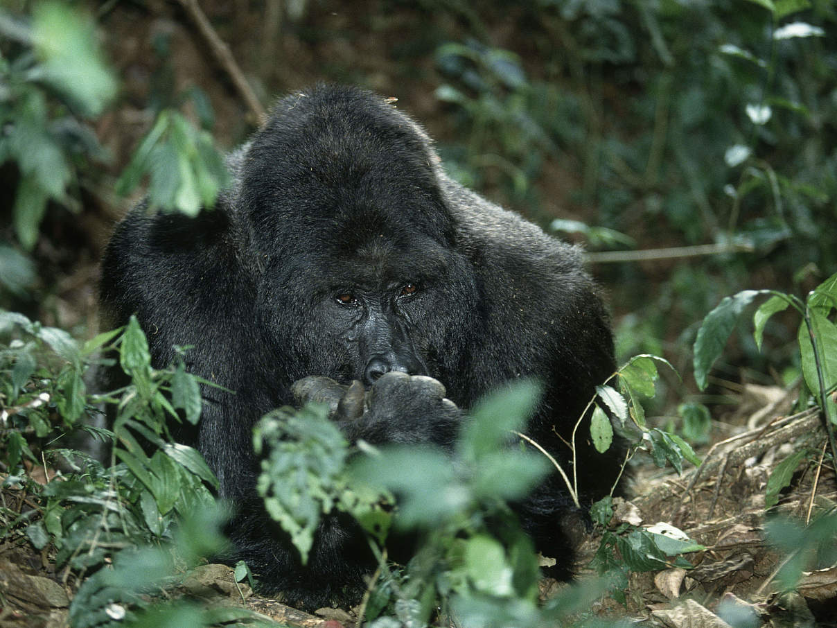 Östlicher Flachlandgorilla © Martin Harvey / WWF