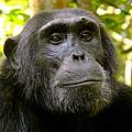 Schimpanse © Kirsten Lies-Warfield / WWF US