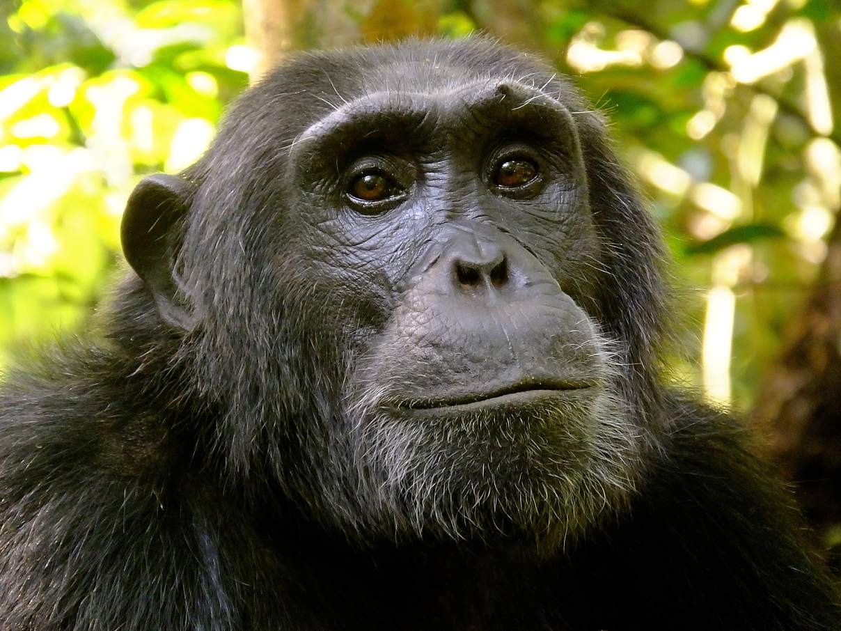 Schimpanse © Kirsten Lies-Warfield / WWF US