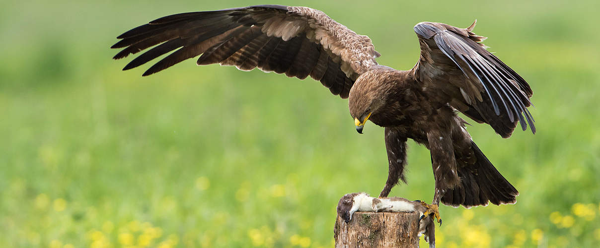 Schreiadler © Ralph Frank / WWF