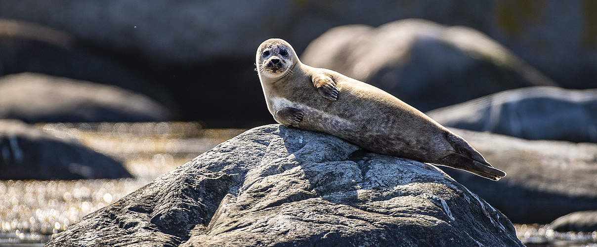 Seehund auf Fels © Ola Jennersten / WWF Schweden