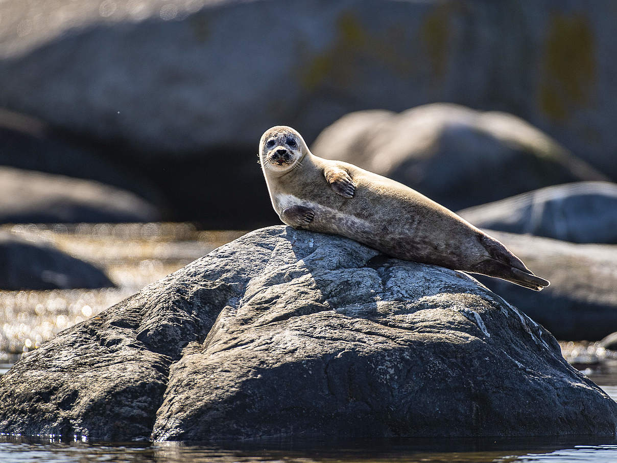 Seehund auf Fels © Ola Jennersten / WWF Schweden
