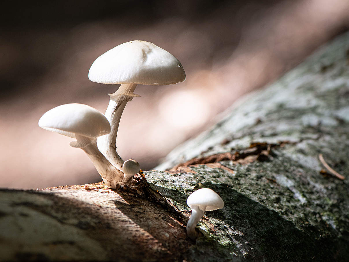 Urwälder der Zukunft - Leitbild © Sebastian Kautz