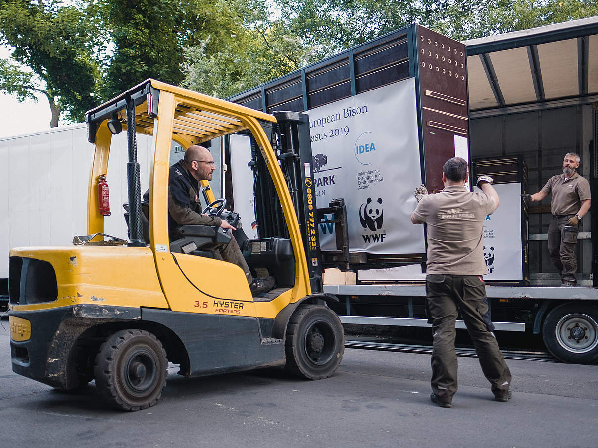 Die Wisente werden in extra angefertigten Boxen transportiert © Alexander Paul Brandes / WWF 