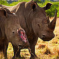 Großer Verlierer 2012: Die Nashörner. © Brent Stirton / Getty Images / WWF-UK