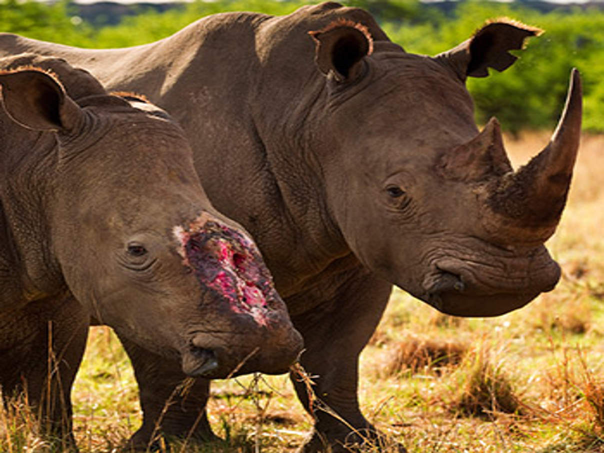 Großer Verlierer 2012: Die Nashörner. © Brent Stirton / Getty Images / WWF-UK