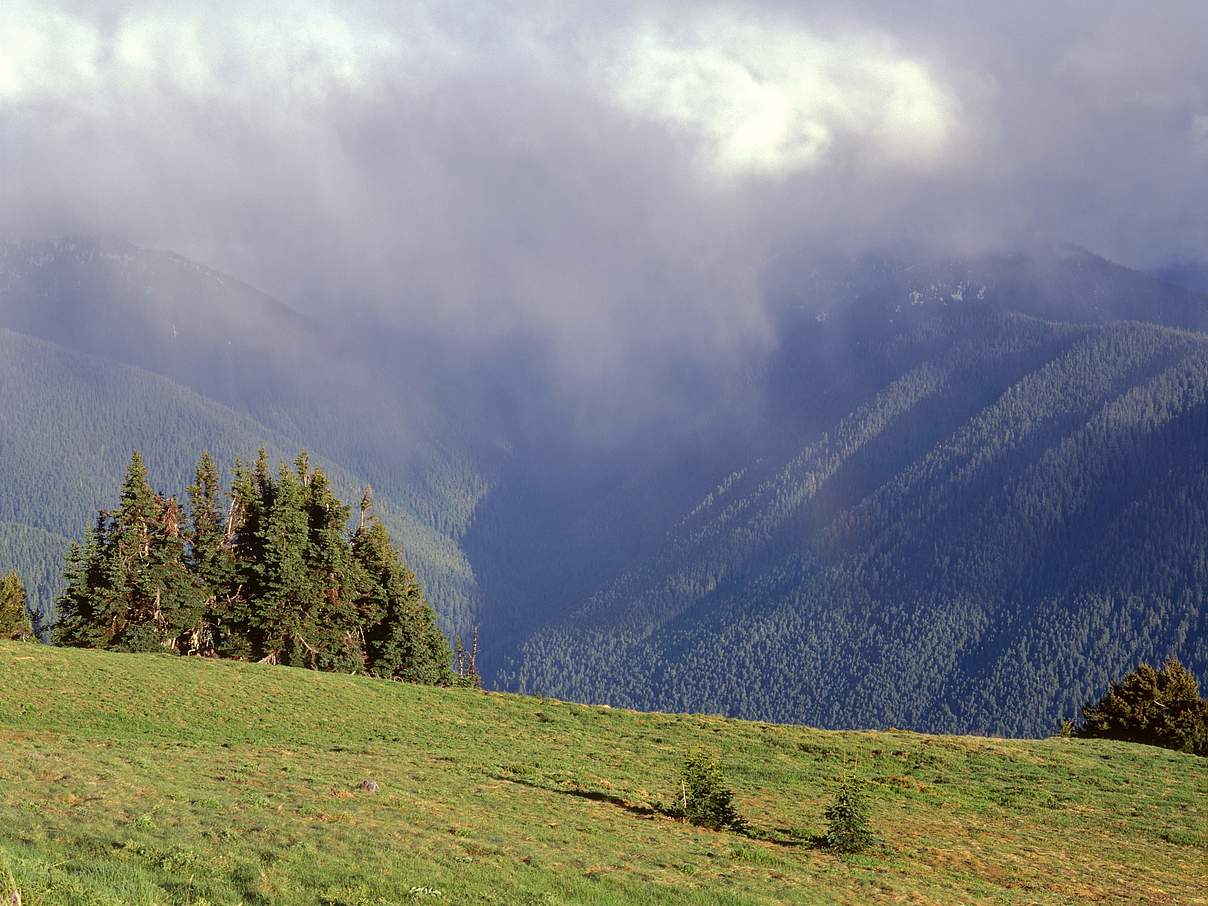 Gewitter über Koniferen-Wald in Washington, USA. @ imago images/John Barger