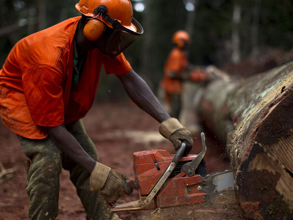 Ein Holzfäller beim Schneiden eines gefällten Iroko-Baums in der Pallisco-Abholzungskonzession in Kamerun. © Brent Stirton / Getty Images / WWF-UK