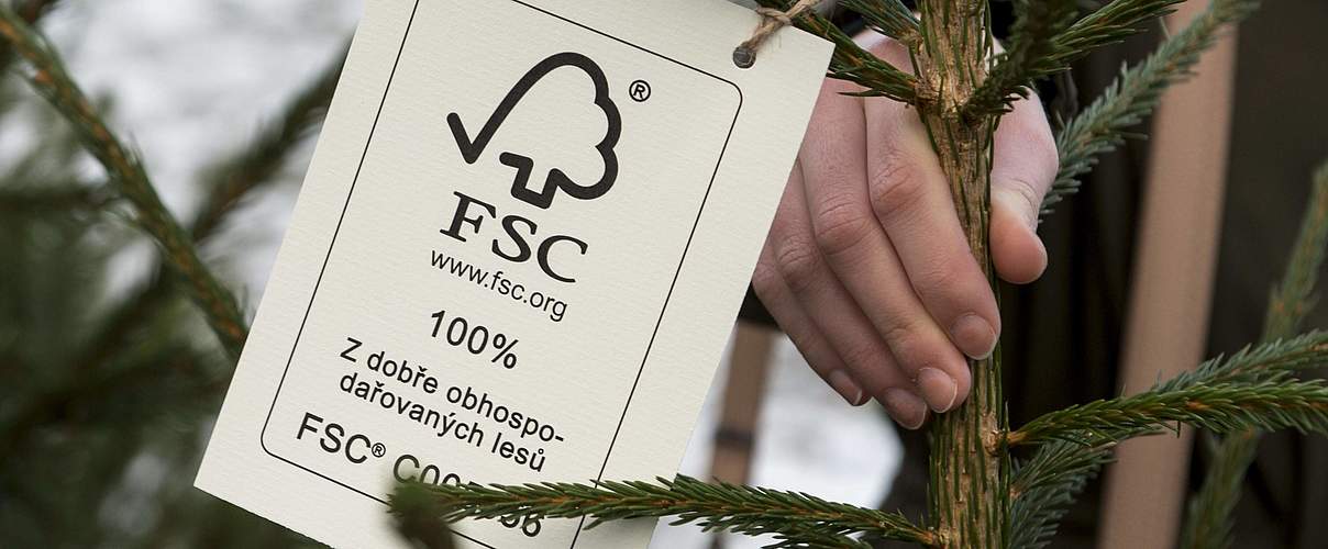 Christmas trees grown under FSC Forest Stewardship Council certificate in the Giant Mountains for