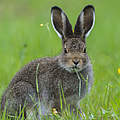 Junger Schneehase © Ola Jennersten / WWF Sweden