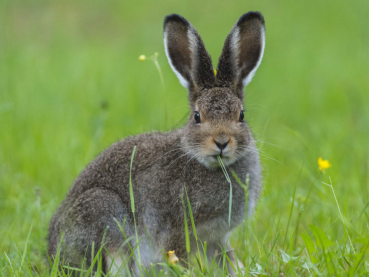 Junger Schneehase © Ola Jennersten / WWF Sweden