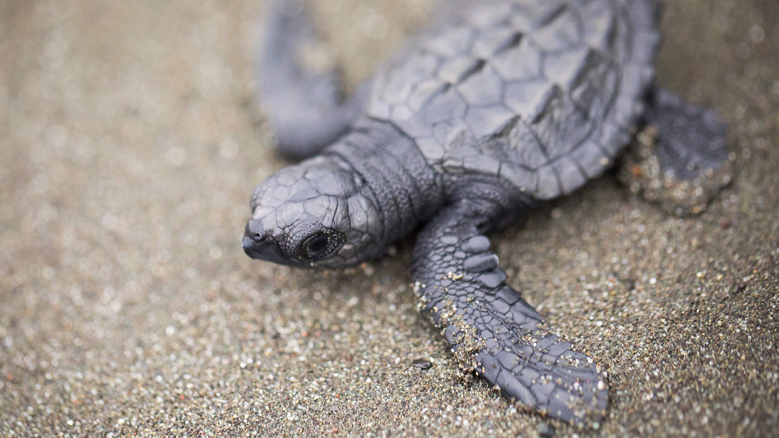 Olive Bastard Schildkröte © Keith Arnold / WWF-US