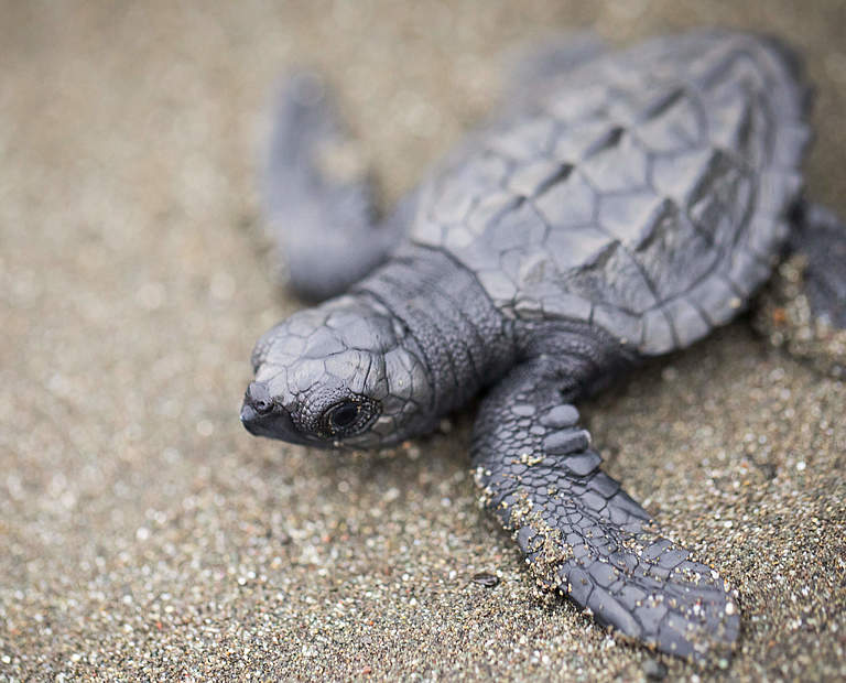 Olive Bastard Schildkröte © Keith Arnold / WWF-US