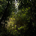 Üppiger Bewuchs in Sumatras Regenwald © Neil Ever Osborne / WWF-US