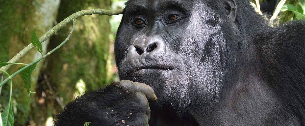 Berggorilla in Uganda © Greg Zaret