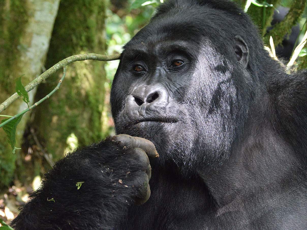 Berggorilla in Uganda © Greg Zaret