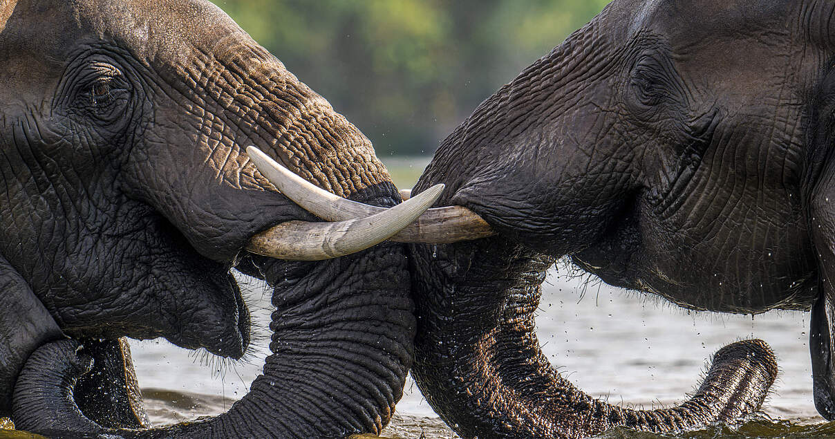Nachfrage nach Elfenbein eindämmen Nachfrage nach Elfenbein eindämmen