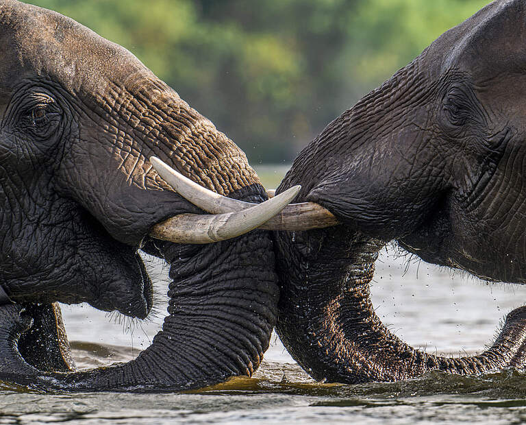 Zwei Elefanten fordern sich heraus © James Morgan / WWF