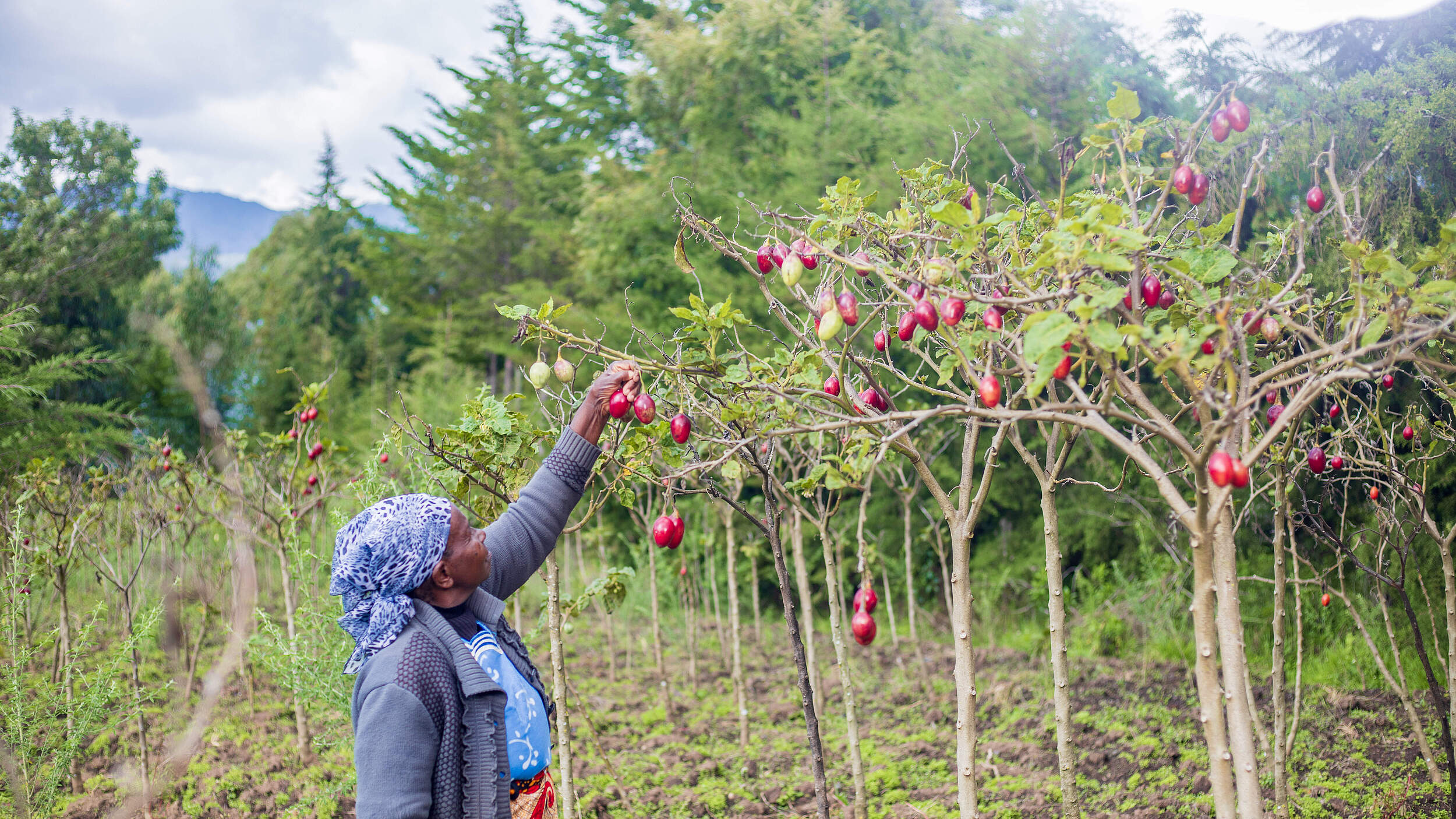 Elizabeth Waweru, eine Bäuerin aus Kenia, bei der Tomatenernte.