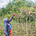 Elizabeth Waweru, eine Bäuerin aus Kenia, bei der Tomatenernte.