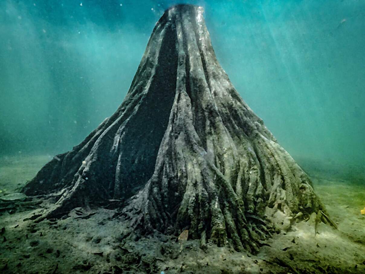 Mangrovenwurzeln unter Wasser