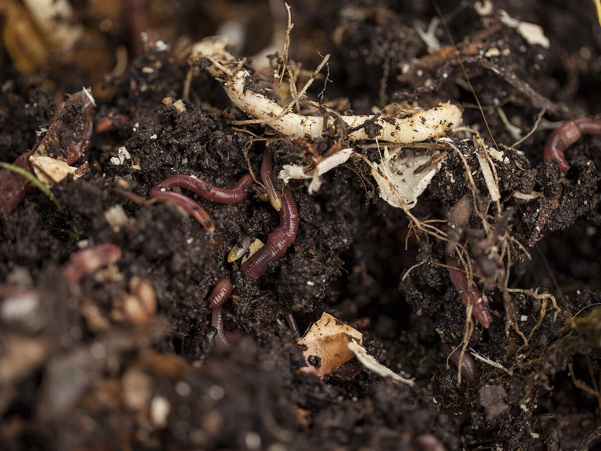 Regenwürmer in der Erde