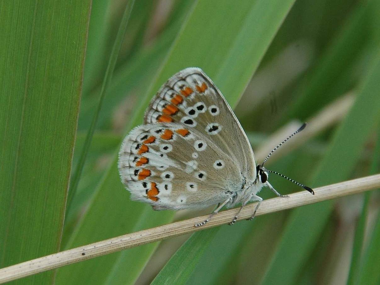 Kleiner Sonnenröschen Bläuling auf Krautsand © Peter Pauschert