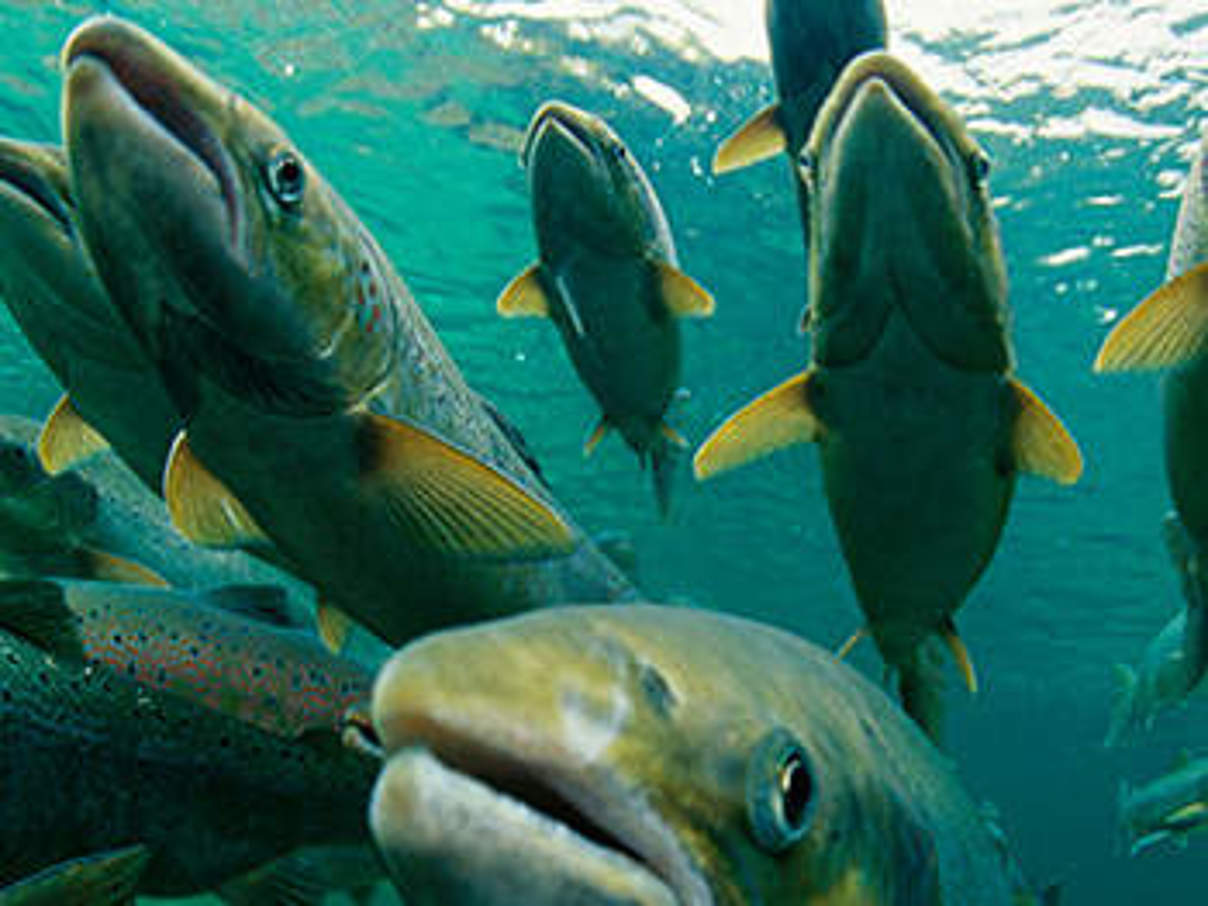 Atlantischer Lachs. © Paul Nicklen/National Geographic Stock / WWF-Canada