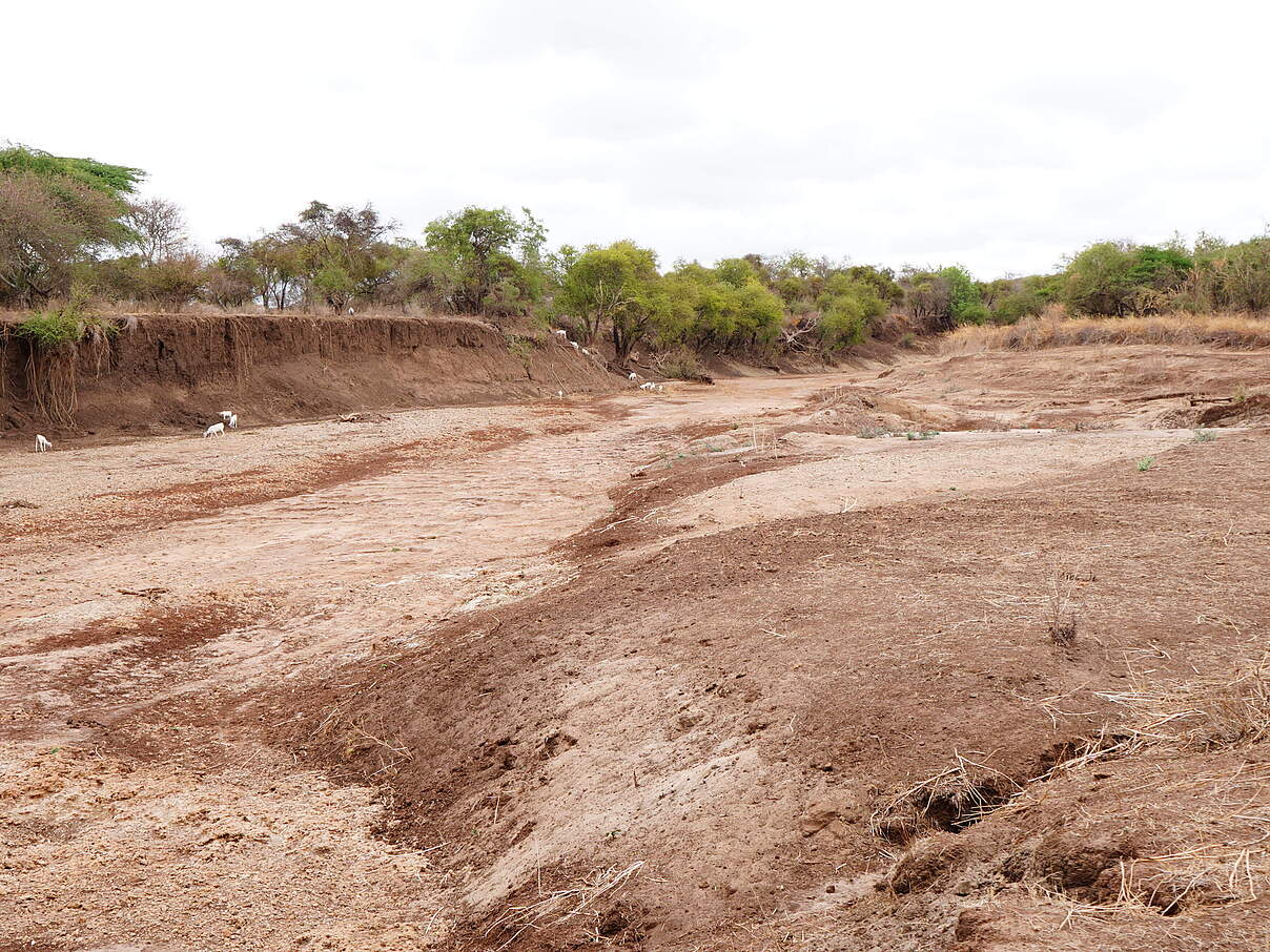 Ausgetrocknetes Flussbett im Gebiet "Amboseli East" © WWF