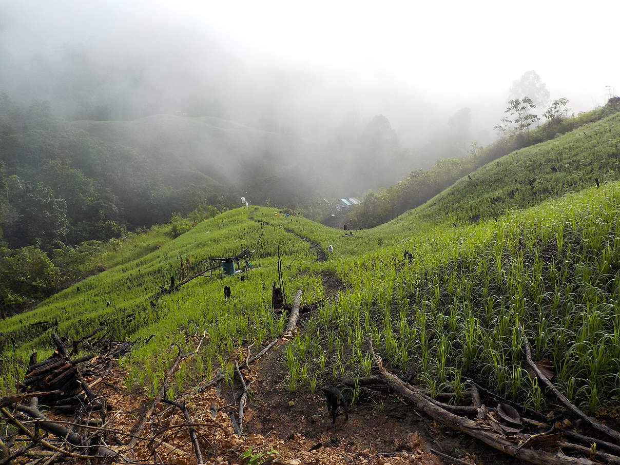 Borneo © WWF Malaysia / Panda Click