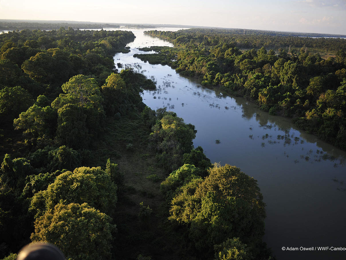 Überschwemmte Waldlandschaft am Mekong @ Adam Oswell / WWF Kambodscha