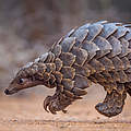 Pangolin © Neil Aldridge / naturepl.com