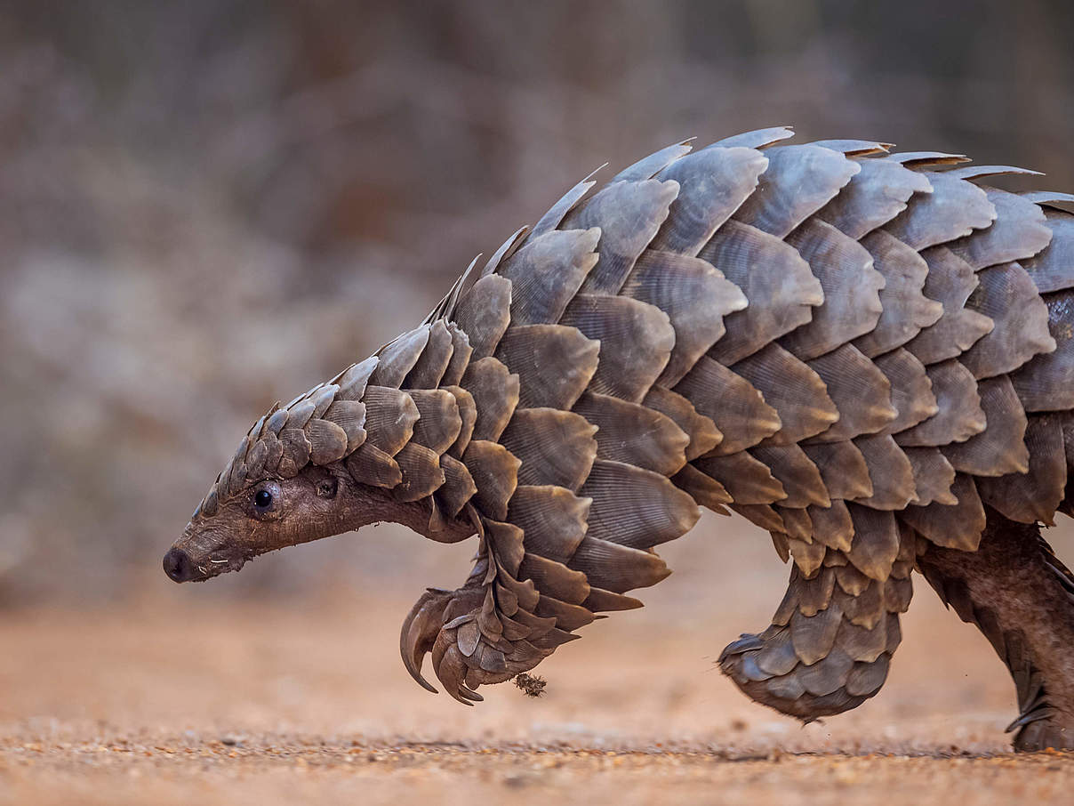 Pangolin © Neil Aldridge / naturepl.com