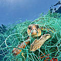 Schildkröte im Geisternetz © Jordi Chias / naturepl.com / WWF