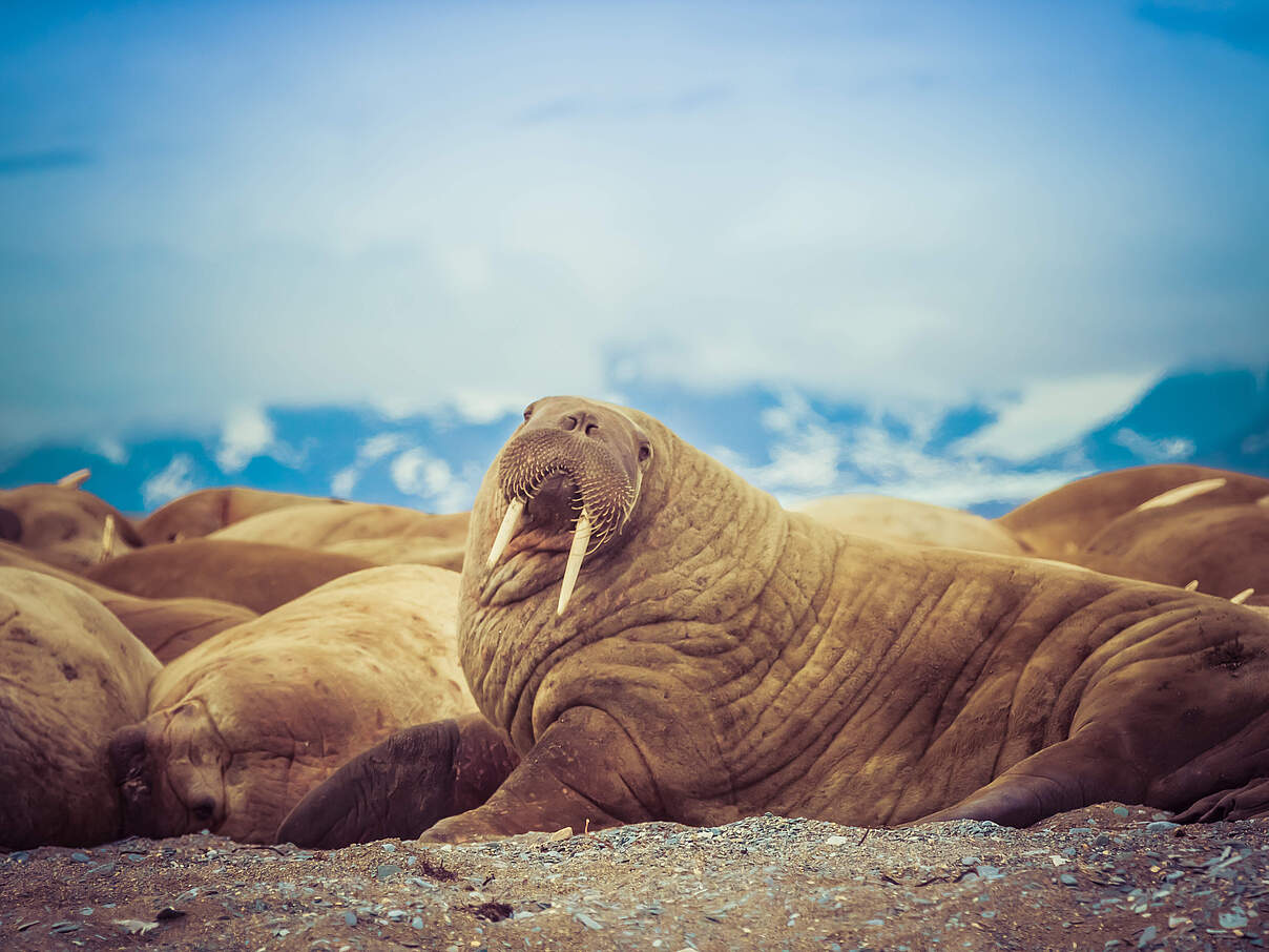 Walrosse leben in Herden © Lin Pepper