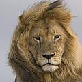 Ein männlicher Löwe im afrikanischen Tansania © Steve Morello / WWF