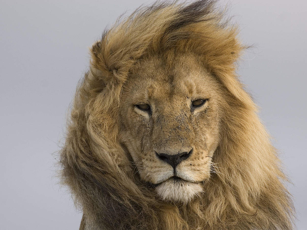 Ein männlicher Löwe im afrikanischen Tansania © Steve Morello / WWF